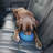 Kurgo Splash Free Wander Dog Water Bowl, Blue