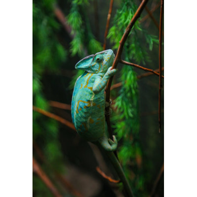 Green Chameleon - Wrapped Canvas Print