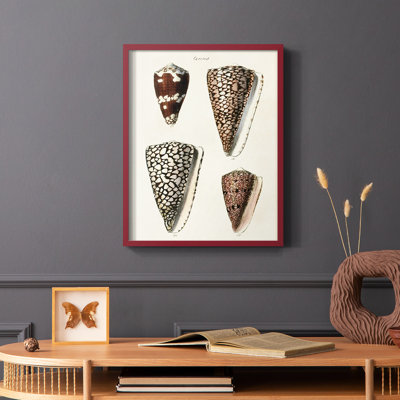 «Cone Shell Collection I», reproduction encadrée - bois massif
