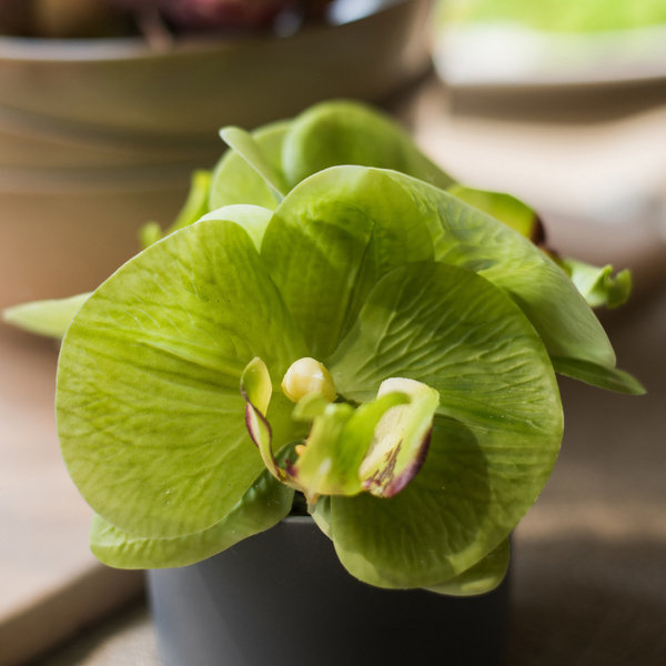 Mini arrangement floral orchidée en pot, Vert
