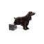 Cocker Spaniel