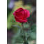 Large bud Rose-1641897126
