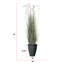 Plante de 70 po