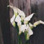 « calla lilies » par reproduction de photo sur toile tendue Olivia Joy-73793894-73793893-73793895