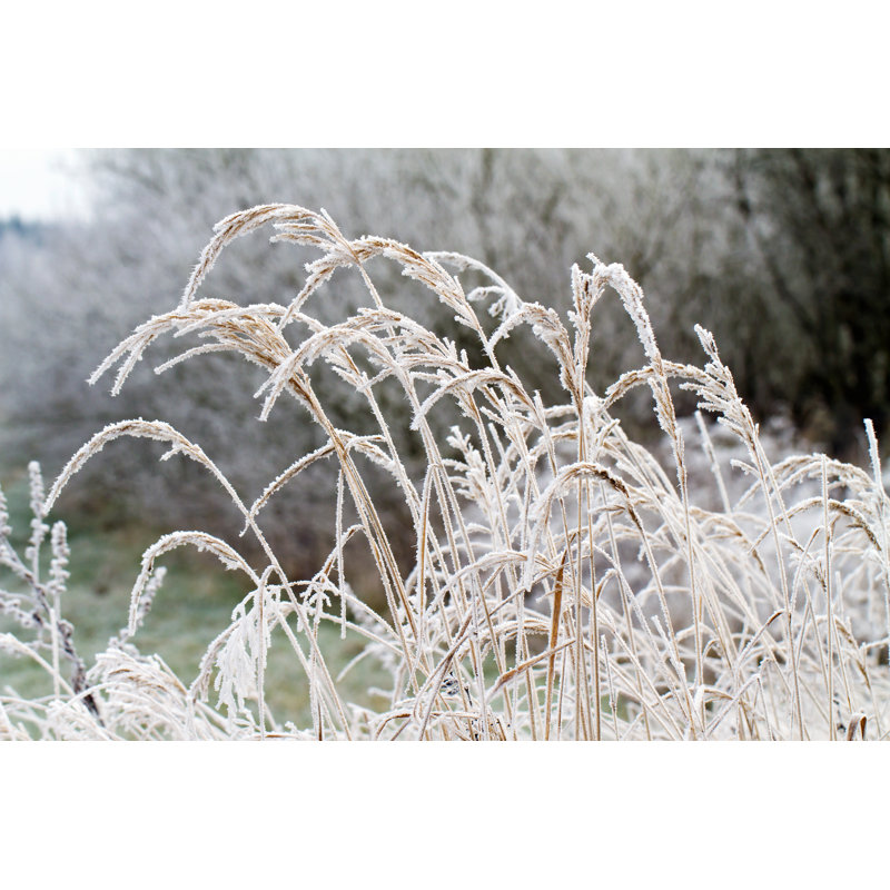 Dry Grass by Xtrekx - Wrapped Canvas Print, 30cm H x 46cm W