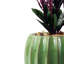 Annistin Arrangement in Planter