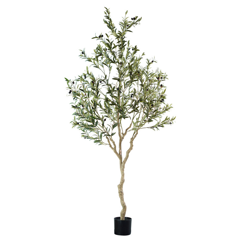 Olive andalou, 83 po