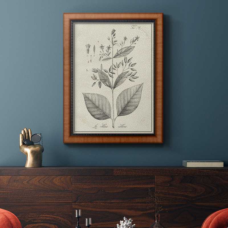 Toile encadrée de qualité supérieure antique noir et blanc botanique II - prête à être accrochée, H 27 po x l 18 po