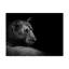 «Lion in the Dark» par Wildpotoart - reproduction de photo sur toile-352794726