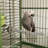 Metal Bird Perch for Inside Cage-4769180