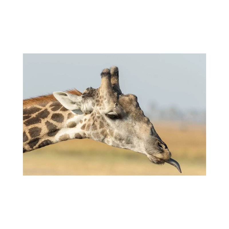 Africa, Botswana, Chobe National Park. Close-Up Of Giraffe Neck With Oxpecker Bird by Jaynes Gallery - Wrapped Canvas Print