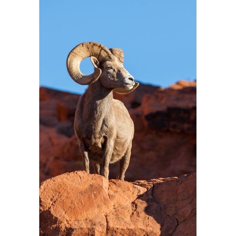 Bighorn Sheep Ram par Equigini - Photographie sur toile tendue, H 18 po x l 12 po