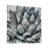 " Cereus Echeveria "-643449554