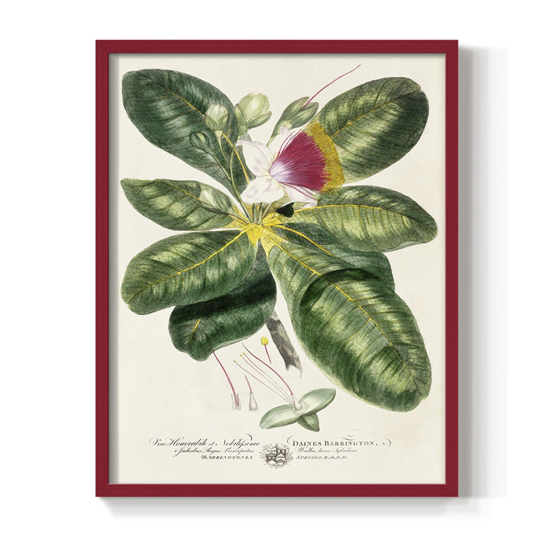 «Imperial Tropical Botanical I», reproduction encadrée - bois massif, Rouge, H 10 po x l 8 po