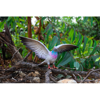 AILES DE PIGEON