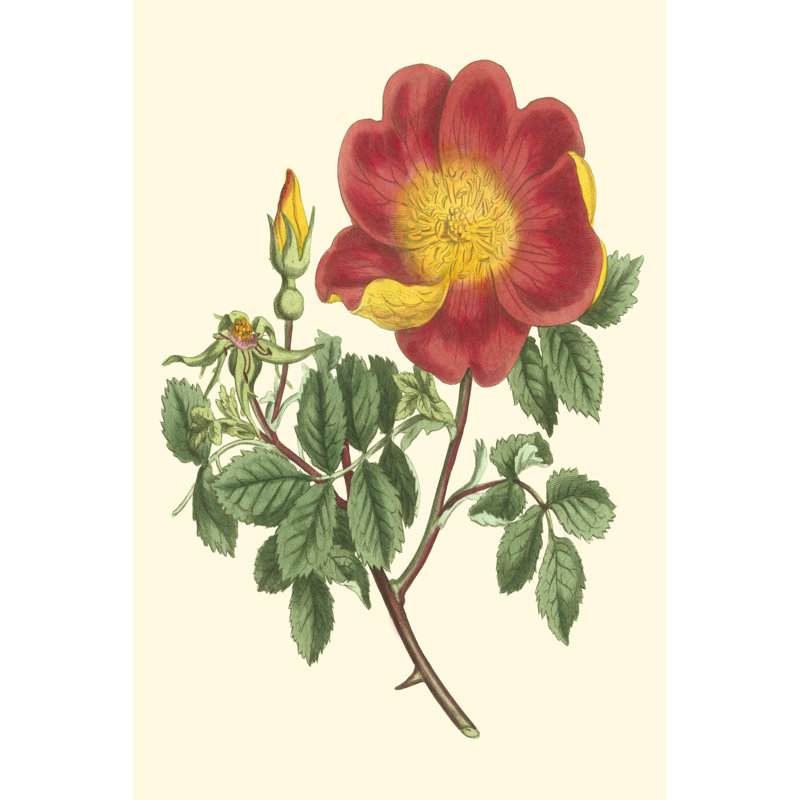 Vibrant Blooms IV by Sydenham Edwards - Wrapped Canvas Art Prints, 30cm H x 20cm W x 3.8cm D