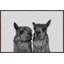 Llama Couple - Drawing on Canvas-161430051