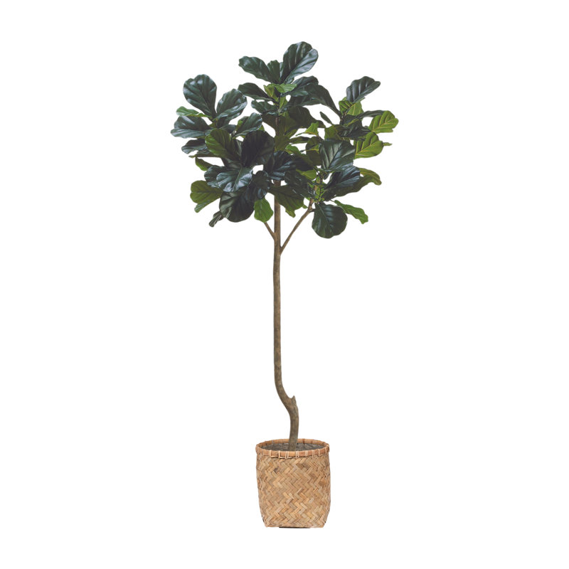 7' Fiddle Leaf Tree with Bamboo Planter