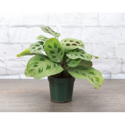 Live Green Prayer Plant