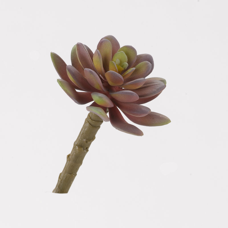 Petite plante de succulent echeveria dépolie