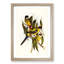 Brown's Parakeets by Elizabeth Gould - Picture Frame Art Print-55512987-55512981