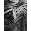 Impression de feuilles tropicales monochromes | Décoration botanique encadrée-1250743763-1250743760