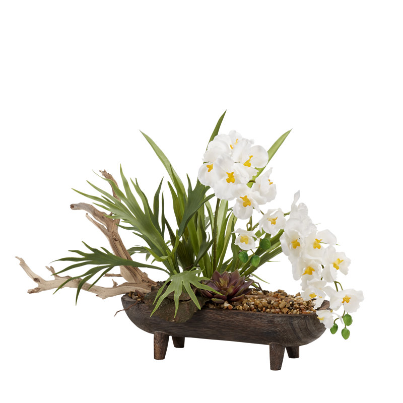Beautiful Orchid in Planter