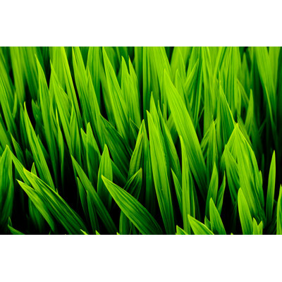 Blades of Wheat Grass by Pawel Gaul