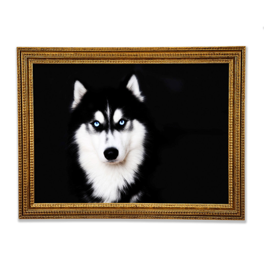 Husky Hund Liebe - Druck