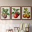Antique Fruit IX - Ensemble de 3 peintures sur toiles encadrées-1360715212-1360715208