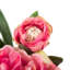 Tige de pivoine artificielle 24 po-769355735