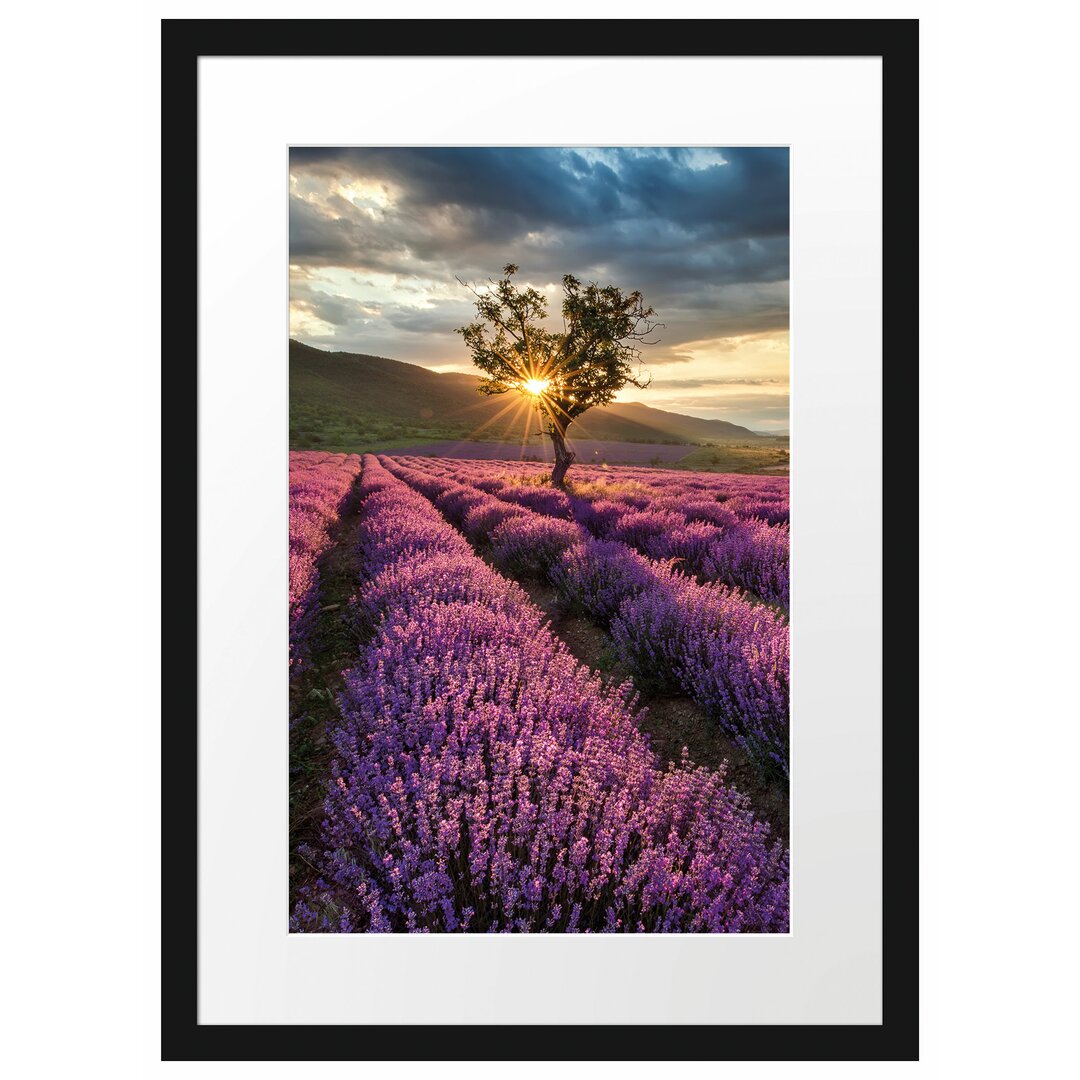 Gerahmtes Poster Lavendel Provence mit Baum