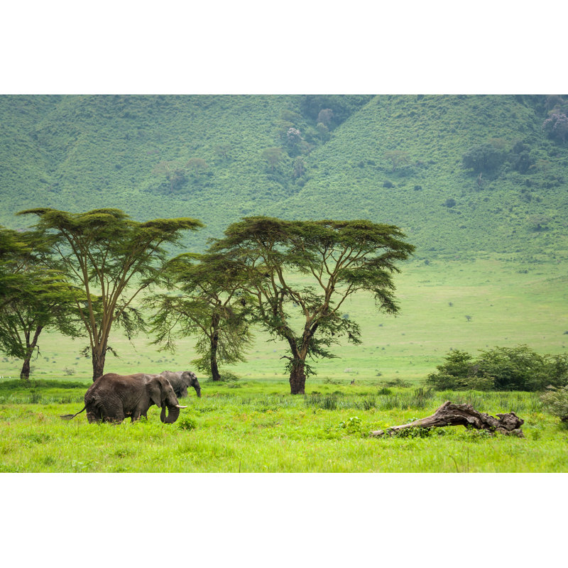 Elephants In Ngorongoro Crater - Wrapped Canvas Print, 81cm H x 122cm W x 3.8cm D