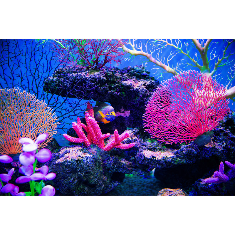 Coral Reef On The Ocean Floor by Hudiemm - No Frame Print on Canvas, 61cm H x 91cm W