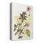 Impatiens Study, impression sur toile tendue-1921560831