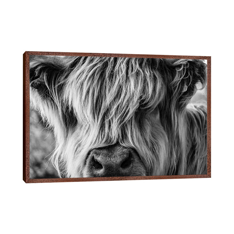 A Very Long-Haired Cow Looks Through Its Hair by Charlietyack - Print on Canvas, Classic Brown Wood Framed
