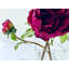 Peony Flower Arrangement in Glass Vase-740358735