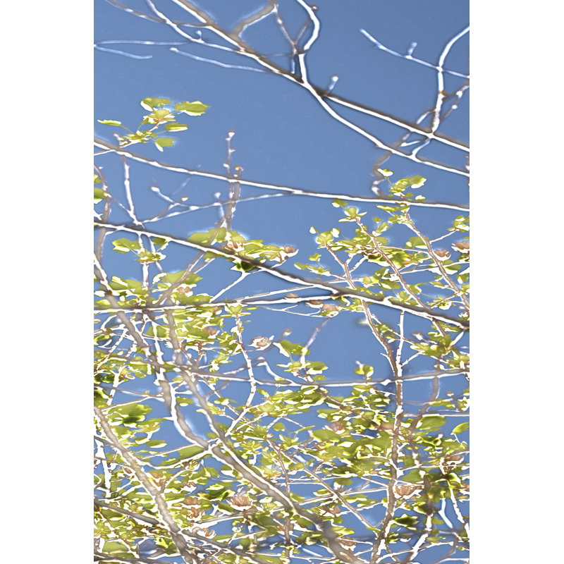 Spring Poplars IV - Wrapped Canvas Print, 122cm H x 81cm W x 3.8cm D