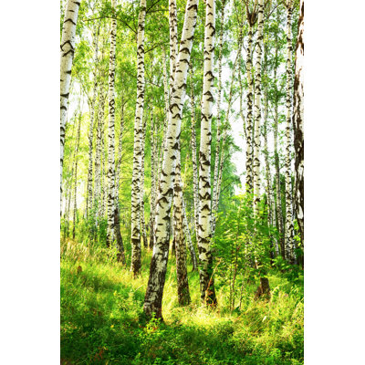 " Birch Forest "