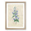 Bellflowers by Pierre-Joseph Redoute - Framed Print-55602065-55602069