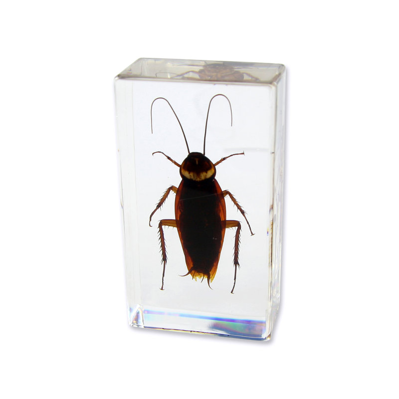Presse-papier coccinelle en Coackroach Raffaele