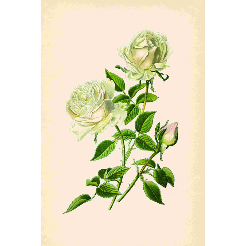 Dessin rétro d'une rose bourbon, H 30 po x l 20 po