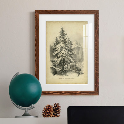 " The Spruce "