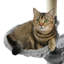 Arbre à chat 69 "Egremont-374617149