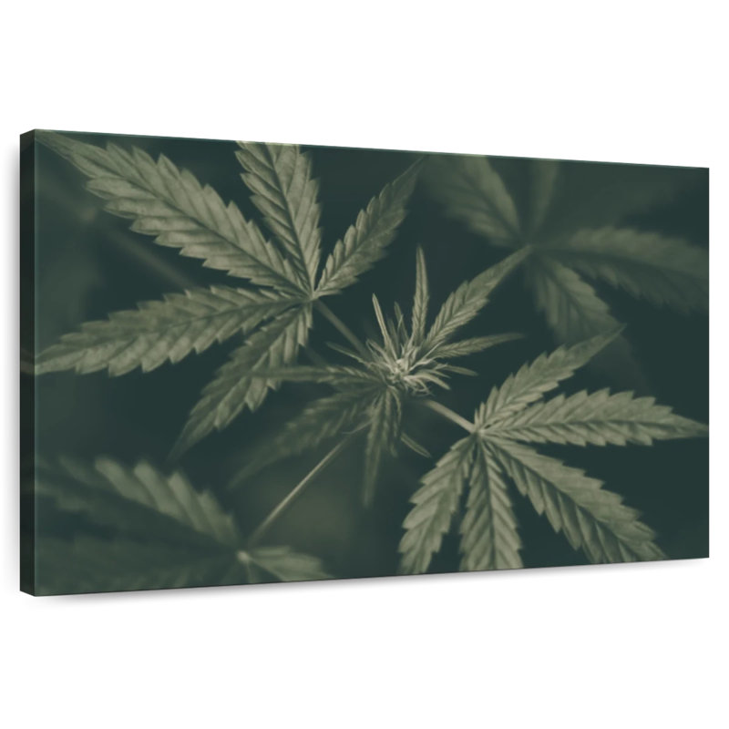 Marijuana feuillue, H 8 po x l 12 po