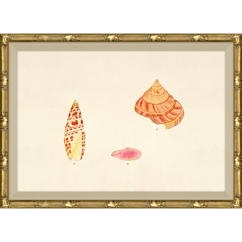 Malacology Study, Plate VII