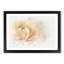 Pink Ranunculus Flower - Framed Print-55769555-55769556