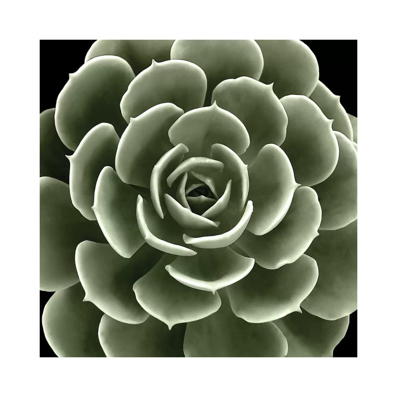Green Succulent IV by Mia Jensen - Wrapped Canvas Print, 93.98 cm H x 93.98 cm W x 1.91 cm D