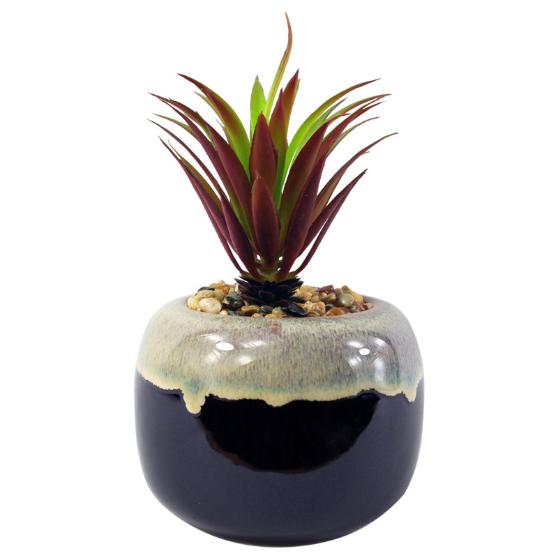 Annistin 20cm Plant