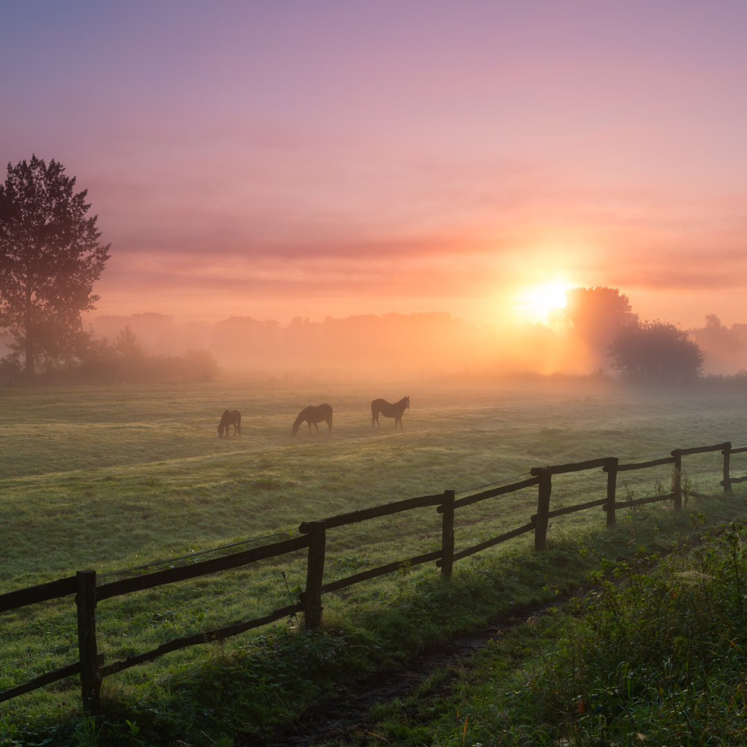 Pferde beim Grasen am Morgen - Leinwandbild